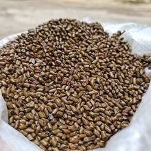 决明子儿童玩具沙决明子抛光除尘枕头全填充枕芯批发包邮熟决明子