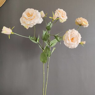 ���滨4�^��۹���K������ �羳�ҾӘӰ��g��c�OӋ�廨�ٻ����l