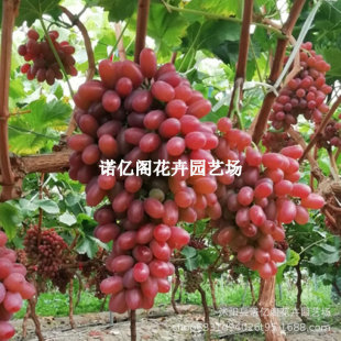 �o�Ѽt��˂����������������ј��m�Ϸ������Nֲ����Y���������