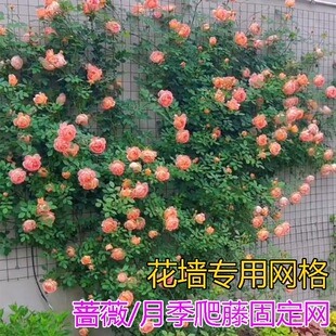 �����ܾW���¼���������䓽z�W�Nޱֲ�������Ϡ������܈@ˇ�F�z�W