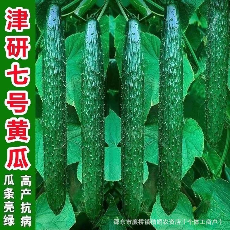 Authentic Jinyan No. 7 Cucumber Seeds, All-Season Green Cucumber with Dense Spines, High Yield, Original Vegetable Seeds