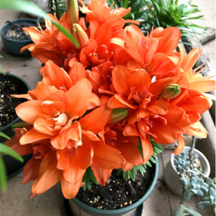 ��ˮ�ٺϷN��ѿ�໨���ļ��_�����B�׻��҃��⻨������ͥԺ�N��