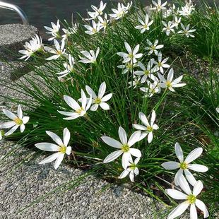 �[�m�����L���m�²��m�[ɏʯ��ͥԺ�G�����ܹ������҃����^��ֲ��