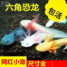 六角恐龙鱼蝾螈自来水可养好养耐活观赏鱼小金鱼活鱼养不死懒人鱼