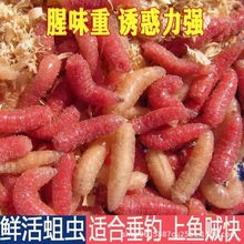 冰钓鱼蛆活蛆红色蛆虫鱼饵苍蝇宝宝鱼饵白蛆钓小公鱼肉蛆牙子蛆虫