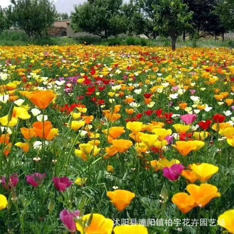 Оптовая Травянистые Семена цветов Семена Диаспоры Декоративные Растения Садовые Цветы легко сажать