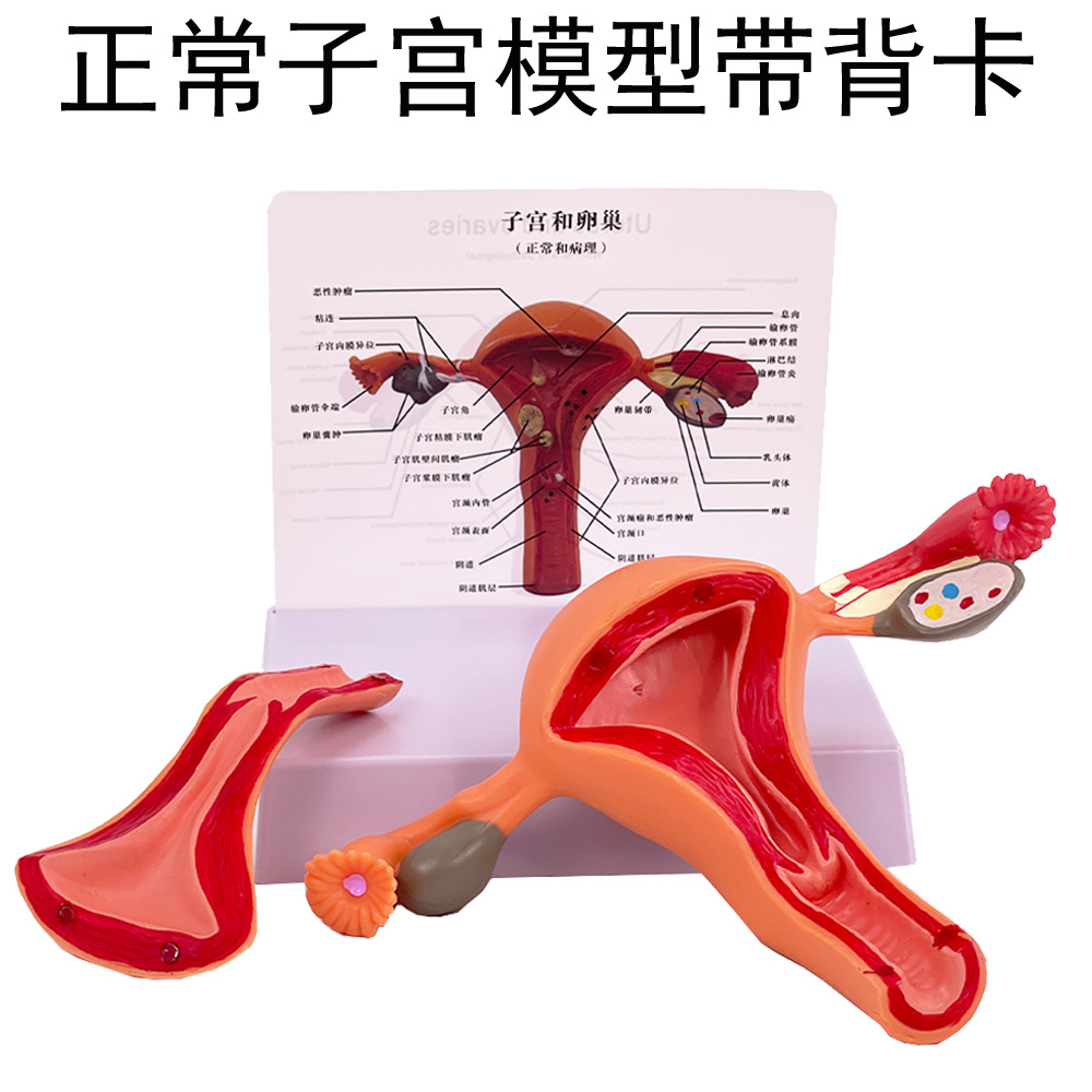 人体子宫模型教具模具阴道卵巢解剖病理医学女性仿真女性生殖模器