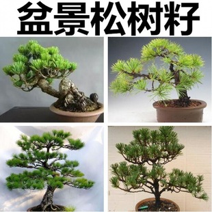 �����ɷN�� ��횶��~����ɷN�� �ձ������Rβ�������t�ɷN����