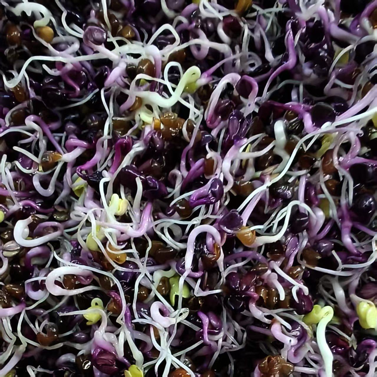 Fresh Hydroponic Red Radish Sprouts, Purple Radish Sprouts, Salad Sprouts, Vegetable Sprouts for Restaurant and Hotel Plating Decoration