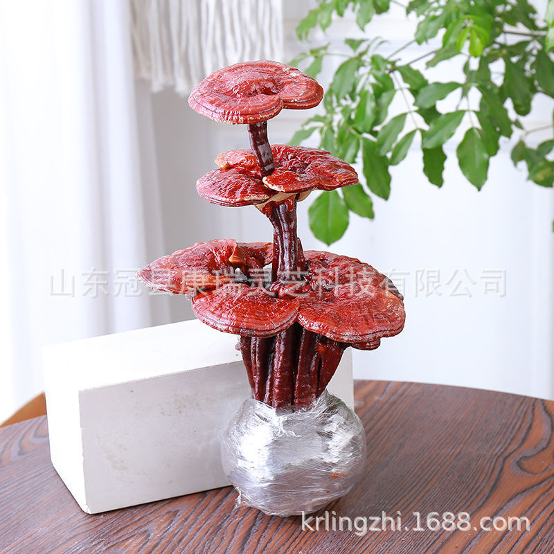 山东灵芝盆景厂家 康瑞盆栽灵芝 办公室摆件灵芝 灵芝摆件-阿里巴巴