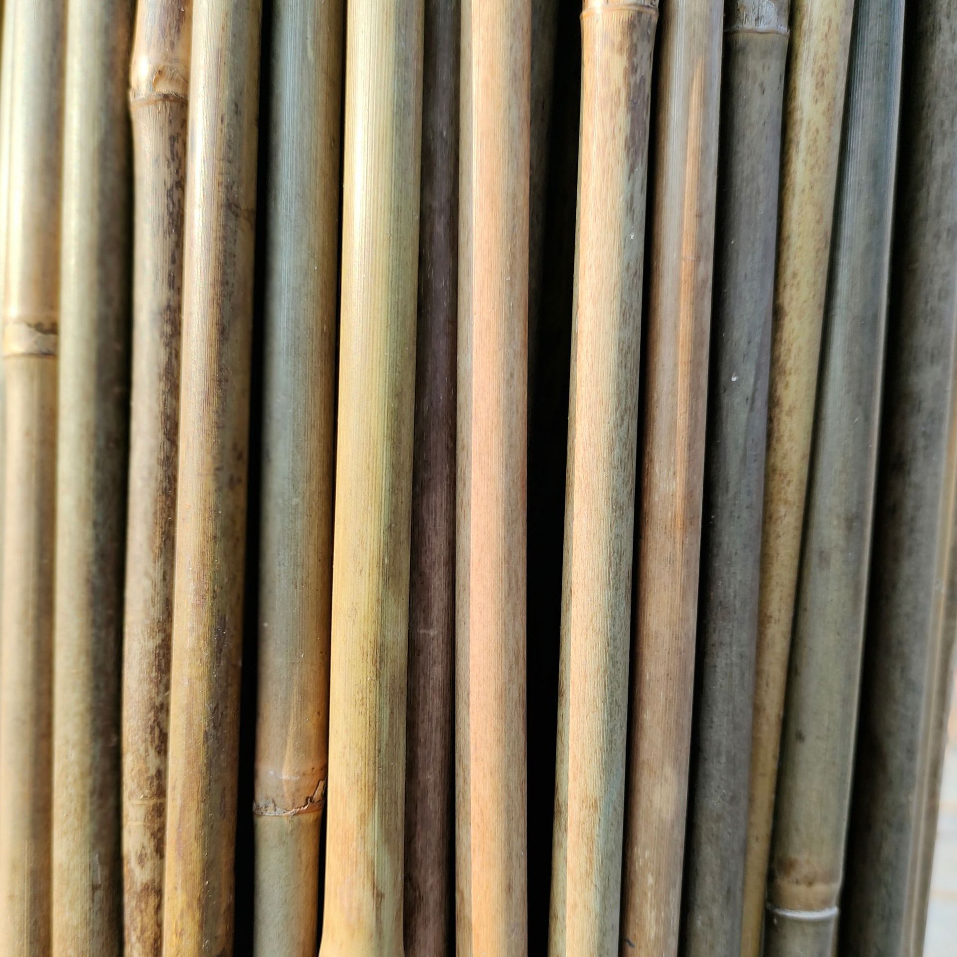 【厂家直发】厘竹 茶杆竹 竹竿 东京竹手杖 昆虫屋用竹 手抄网竹-阿里巴巴