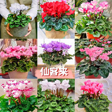 ��ɫ�ɿ́펧�������҃��^�p����ֲ���k���������b��ͺ����ֺ��B