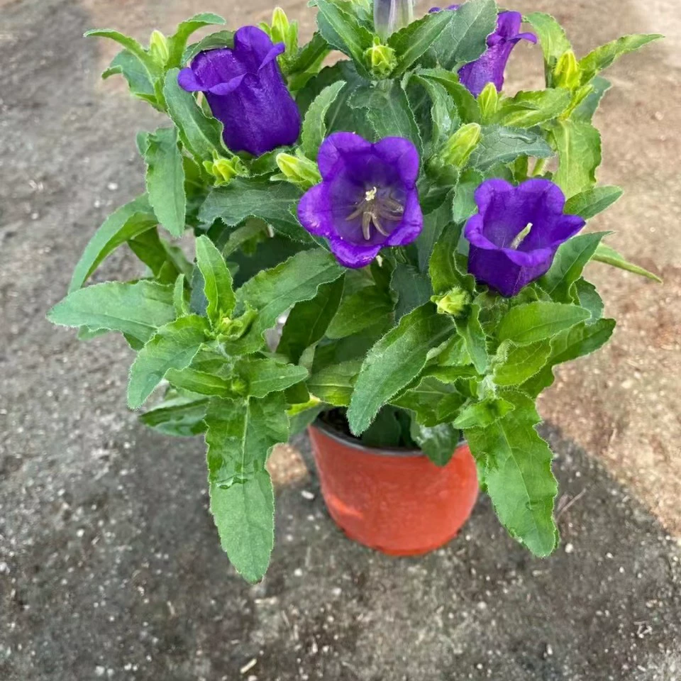 2201 база оптовая поставка больших цветов колокольчик в горшках саженцы фиолетовый порошок