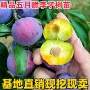 南方北方地栽盆栽李子苗