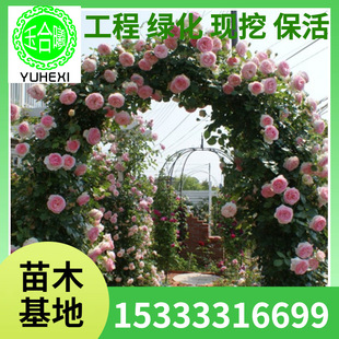 Wholesale Varieties of European Multi-Flowered Rose Seedlings That Bloom in Many Seasons in the Same Year, Climbing Rose Seedlings, Climbing Florals, Longsha Gemstone