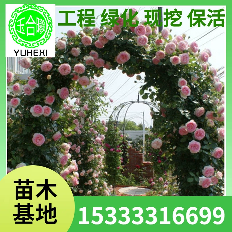 Оптовые сорта европейских многоквашечных розовых саженцев, которые в одном году цветут в несколько сезонов, саженцы вьющихся роз, вьющиеся цветы, Longsha Gemstone