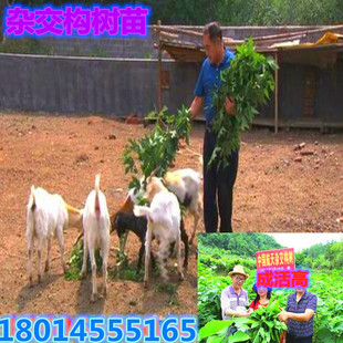 ���l���ؘ������Bֳ�iţ���s���������п�Ժ�M��С���ϱ����N����