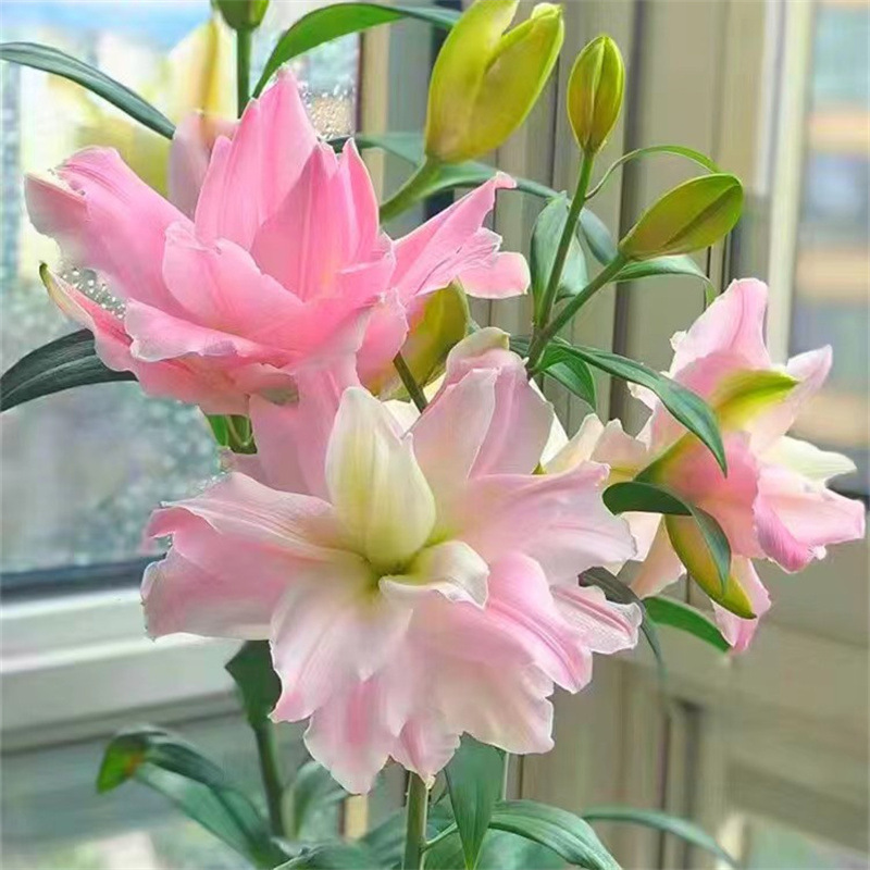 Imported Double-Flowered Perfume Lily Bulbs Asian Autumn and All Year Round Potted Large Balls Huang Tianba Flower Seeds Indoor