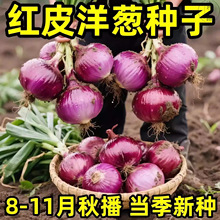 四季红皮洋葱种子特大紫皮圆葱蔬菜种籽早熟耐寒易种蔬菜种子新种