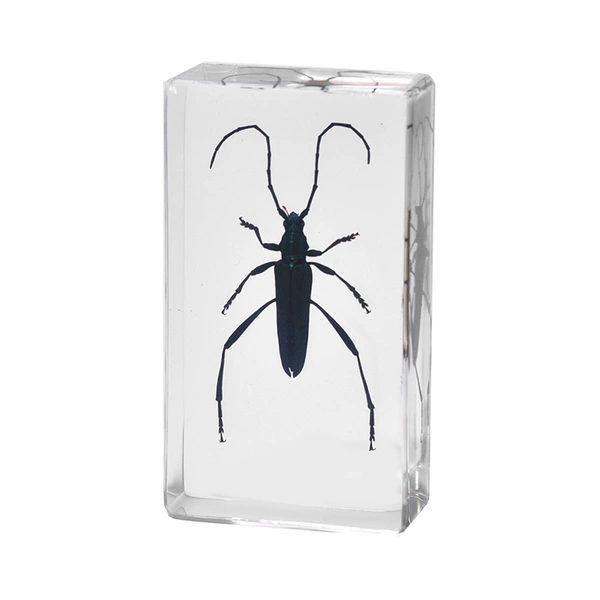 7.3CM Medium Light Shield Green Beetle