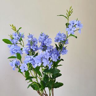 ��Ʒ�|�϶����{ѩ�����滨���滨�͏d�����b[�O�����{�ϰ�ɫ��