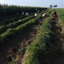 ���lͥԺ�G����ƺֲ�����~��������e�����~�������ͺ�����