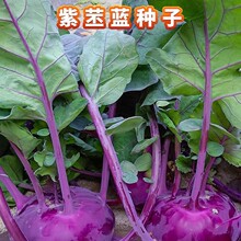 �����{�N����ˮ���N��ا�m��ا�{ԭ�b�ļ��߲˷N�Ӵ�ȫ�˷N�����l