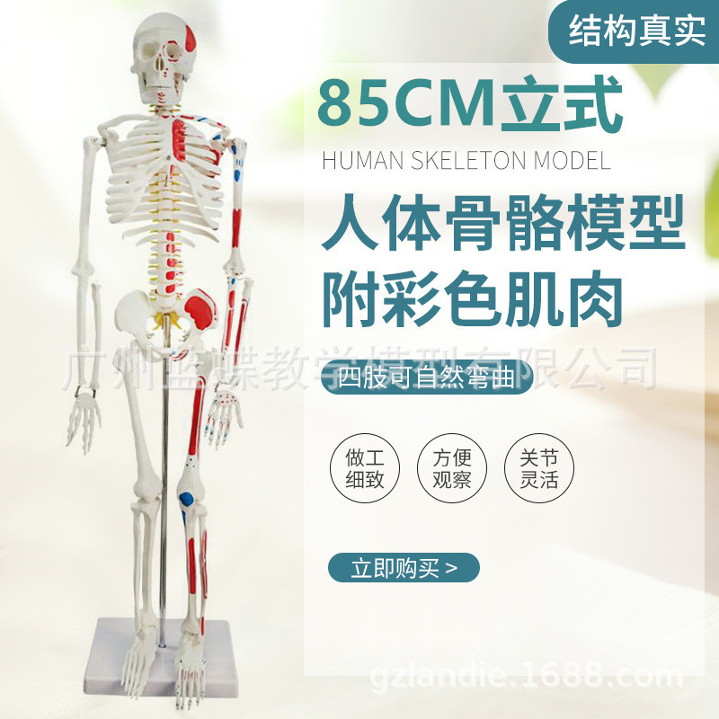 85CM�������ģ�͹Ǽܹ����걾��׵�����񾭼���ֲ���ɫģ����ʽ