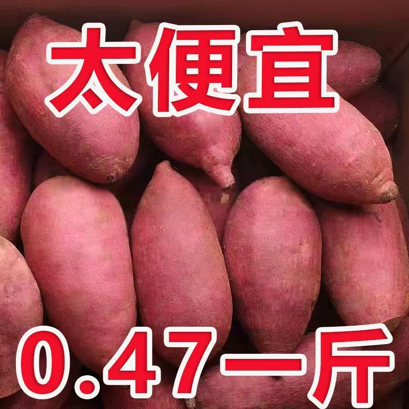 Fresh Sweet Potatoes from Sandy Soil, Red-Fleshed Sweet Potatoes, Chestnut Sweet Potatoes, Small Sweet Potatoes, Yellow-Fleshed Sweet Potatoes, Red-Skinned Sweet Potatoes, Honey Sweet Potatoes, Farm-Grown