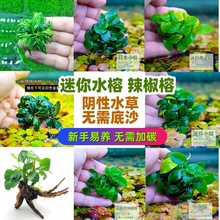 ������ˮ���������������ĵ���ų�ľ�쾰С��΢�͸����ˮ�����B