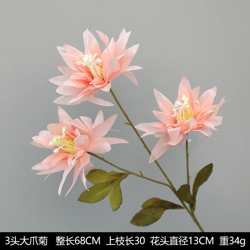 큰 발톱 국화
