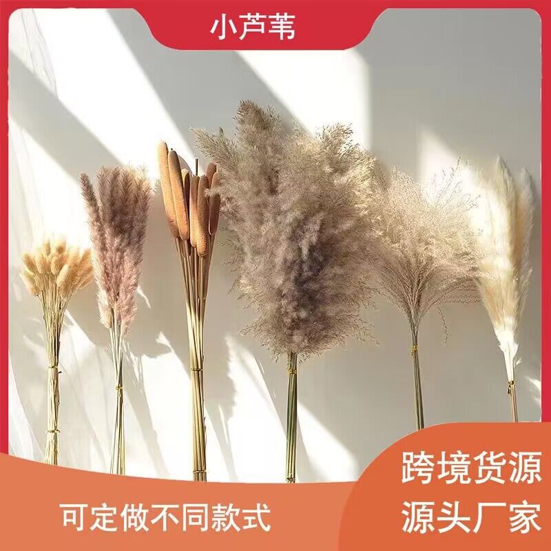 Ins Scandinavian Style Primary Color Pampas Grass Small Reed Pampas Grass Dried Flowers Wholesale Real Flower Decorations Shooting Props Living Room Floral Art
