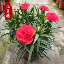 ����ܰ���� ���ݿ���ܰѨ�P��N�����l �͟�ĸ�H������