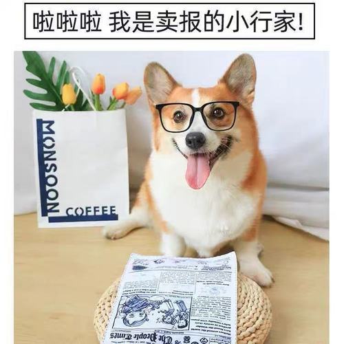 Dog toys for teething, boredom relief, sound, newspaper sound paper, Teddy, Corgi, large, medium, small, puppy pet supplies