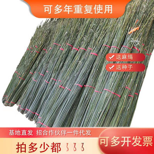 Bamboo Poles for Vegetable Garden Trellis, Cucumber, Tomato, and Bean Trellis, Bamboo Fence, Small Bamboo, Thin Bamboo Poles for Planting