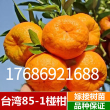 台湾85-1 巨型椪柑苗 无核椪柑苗 嫁接柑桔苗芦柑树苗直销橘子苗