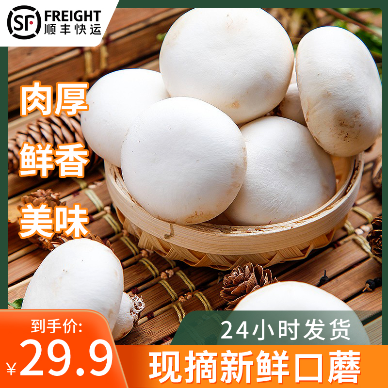 烧烤 虾滑 煲汤 口蘑新鲜白蘑菇现摘现发双孢菇时令蔬菜食用菌菇