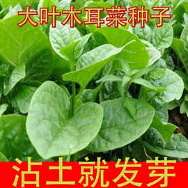 大叶木耳菜种子小青菜阳台盆栽菜种蔬菜种籽四季种植秧孑夏季菜籽