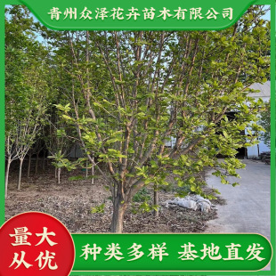 ���m�؏�9��10��12CM¶��������~��ľС�^�G���е��䱊�ɻ���