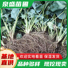 现货白雪公主草莓苗 根系发达盆栽地栽大棚采摘草莓苗