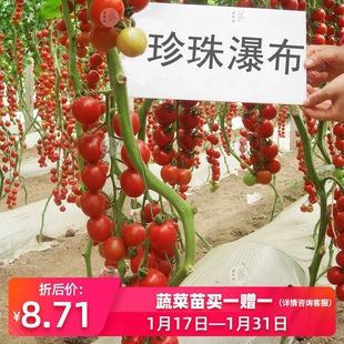 �����ٲ�С���ѷN��/�N�����ԙ������t�������}Ů���߲���������