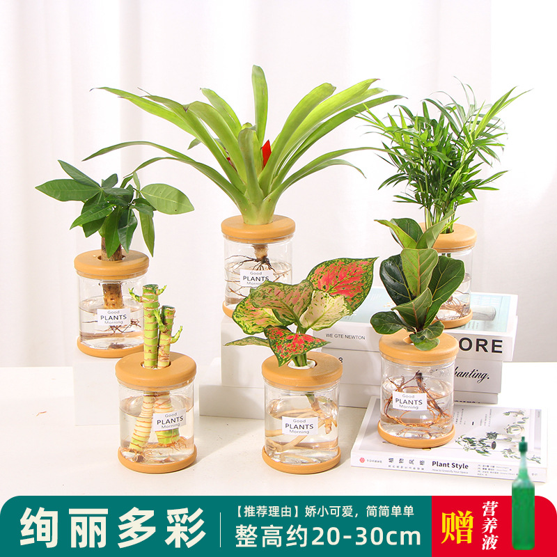 Plantas hidropónicas en maceta de flores de oficina de flores pequeñas plantas verdes en todas las estaciones, fácil de cultivar plantas en maceta de agua suculenta.