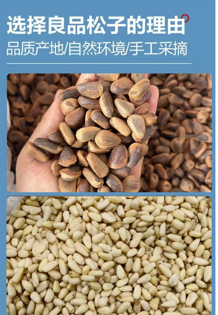 Pine Nut Kernels Song Zi Ren Shelled Ready to Eat Snack 500g quality and texture