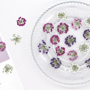 ��ѩ�򻨶� �滨�ɻ�����ֲ��˱�diy�ֹ����z������Ѻ������
