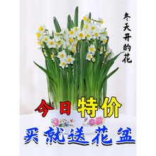 水仙种球水培植物四季开花种子水养绿植盆栽室内风信子百合洋水仙
