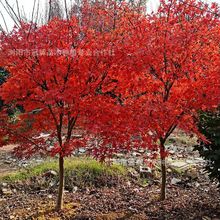 �����ձ��t�����ļ��輧ͥԺ�L�����G����ľ�ͺ���ľ�Ϙ�ֲ��