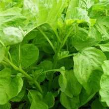 ׈A~{˷N͸ߜ߲˷NӴﲥ˷NӺ׷Nֲˈ@