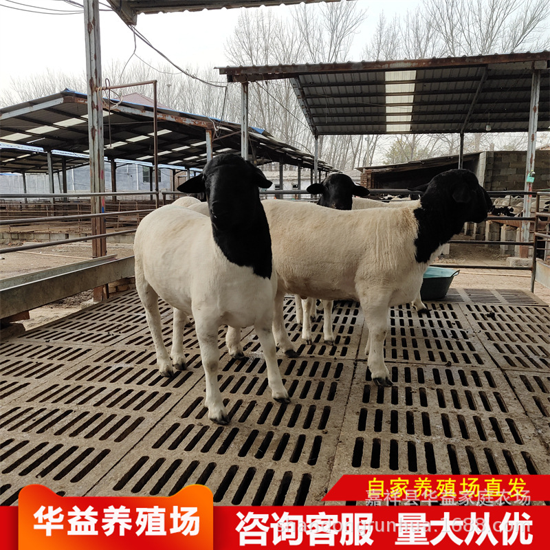 杜泊绵羊羊羔 养一头绵羊一年利润 杜泊绵羊种羊养殖场
