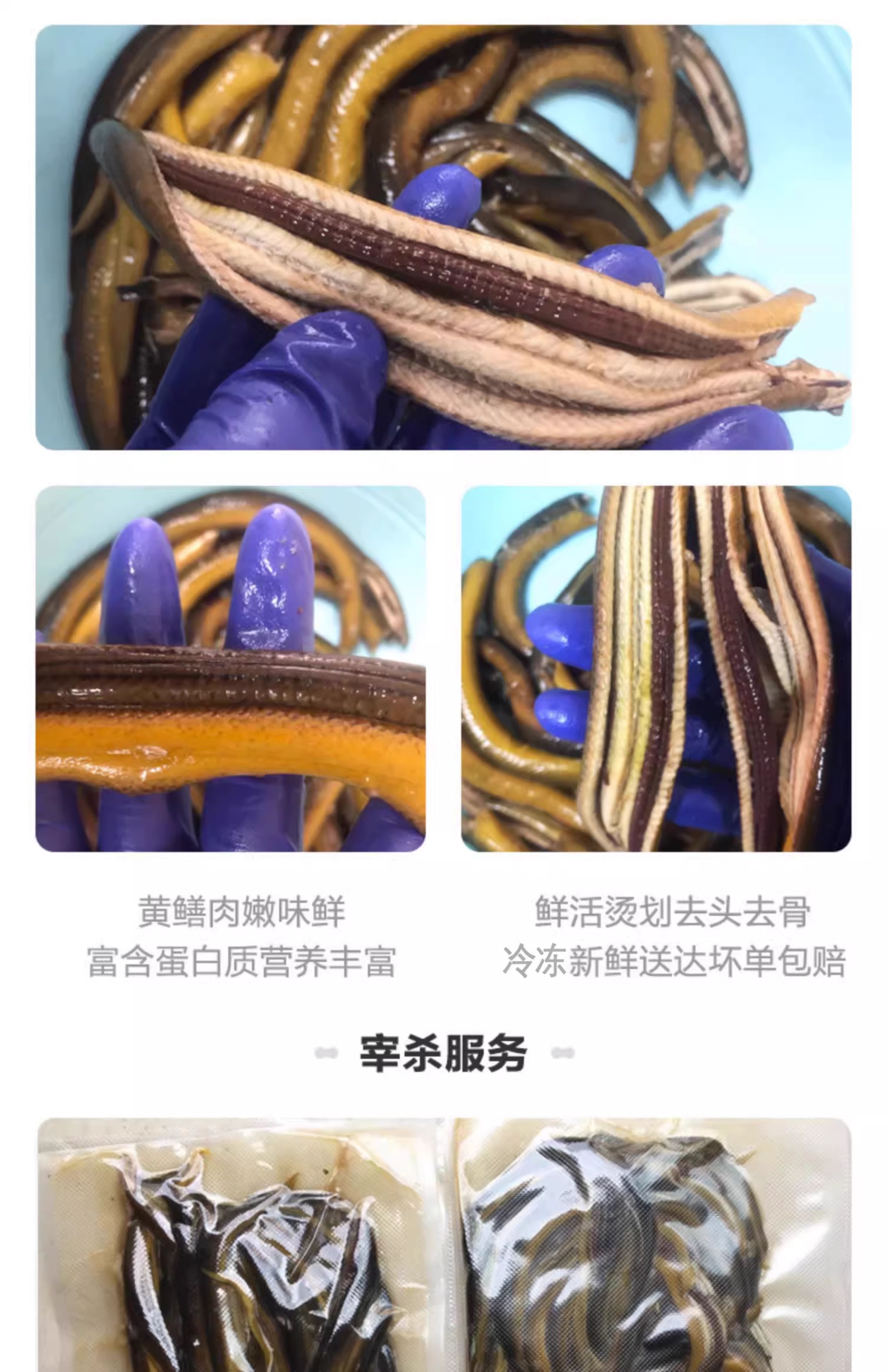 土黄鳝鱼丝去骨去肠黄鳝长鱼活鱼新鲜活现杀黄鳝肉鳝片鳝丝鳝段-阿里巴巴