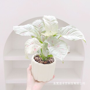 ţ�̼�м�Ϲ������Ա��Wins�L�k��������Gֲ�[���͏d���B�[�Ż�